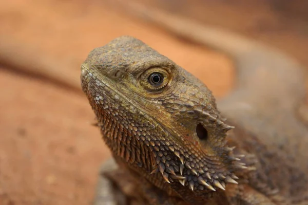 Perto Lagarto Habitat Conceito Selvageria — Fotografia de Stock