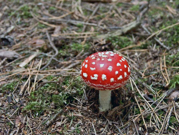 Fliegenpilz Auf Waldboden — Stockfoto