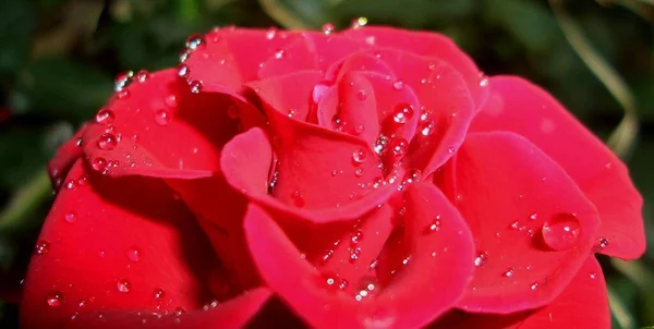 Schöne Botanische Aufnahme Natürliche Tapete — Stockfoto