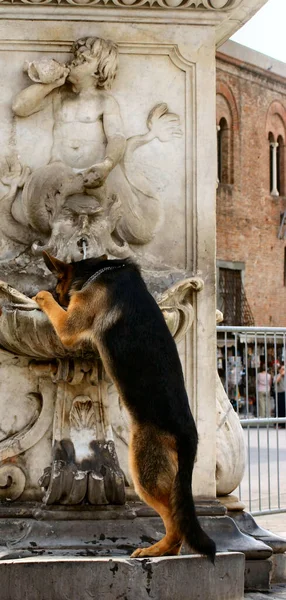 Hot Day Pisa — Stock Photo, Image