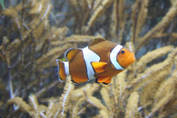 Рыба Клоун Подводный Риф Рыбами — стоковое фото