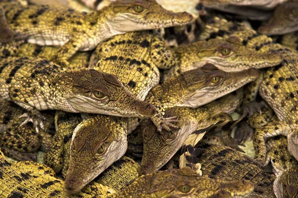 Krokodil Gefährliches Amphibientier — Stockfoto