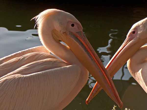 Observação Pássaros Pássaro Bonito Natureza Selvagem — Fotografia de Stock