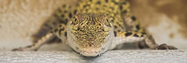 Crocodile Dangerous Amphibian Animal — Stock Photo, Image