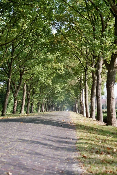 Alberi Nel Parco — Foto Stock