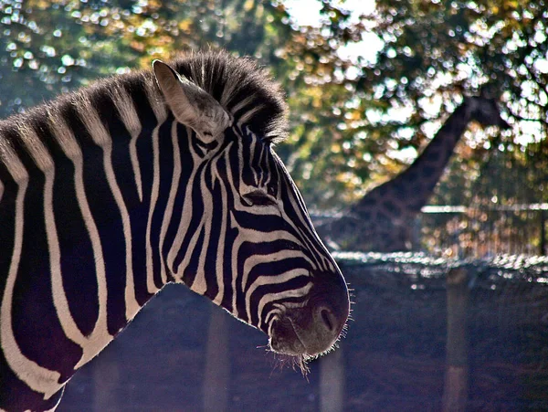 Zebra Backlight — Stock Photo, Image