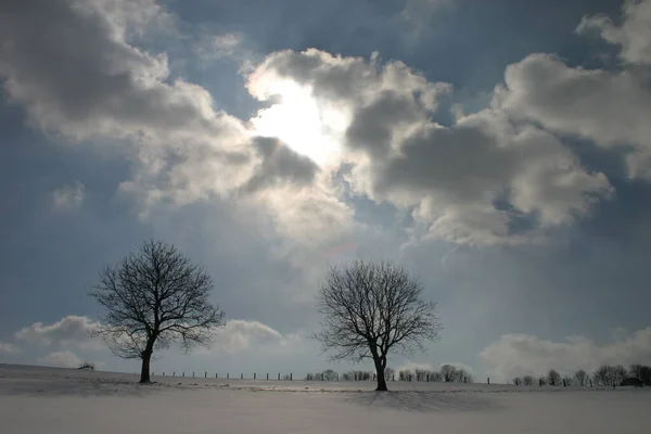 Alberi Inverno Alla Retroilluminazione — Foto Stock