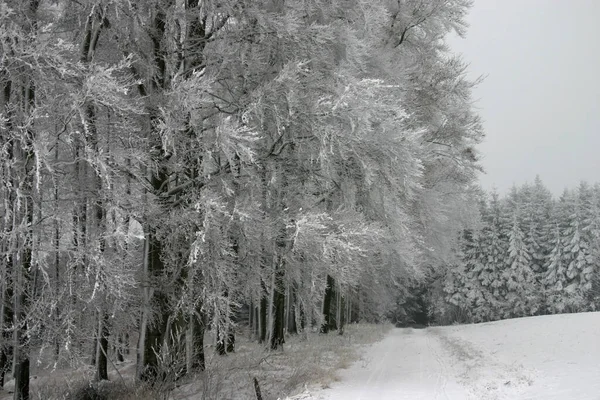 Verschneiter Waldweg Einem Bewölkten Wintertag — Stockfoto