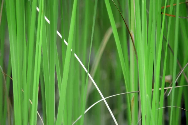 Beautiful Botanical Shot Natural Wallpaper — Stock Photo, Image