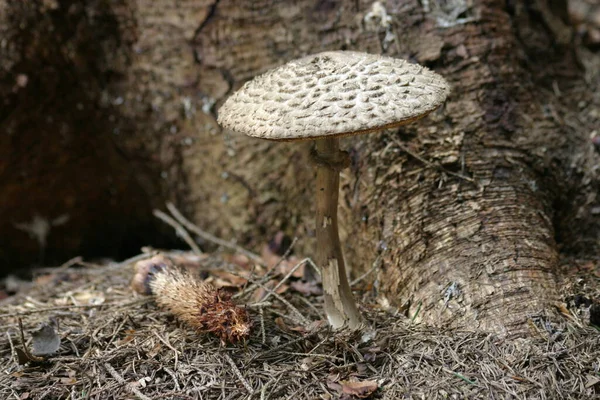 Parasol Mushroom Foot Conifer — Stock Photo, Image