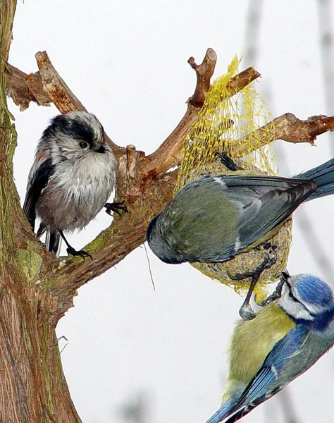 Aussichtsreiche Aussicht Auf Schöne Vögel Der Natur — Stockfoto