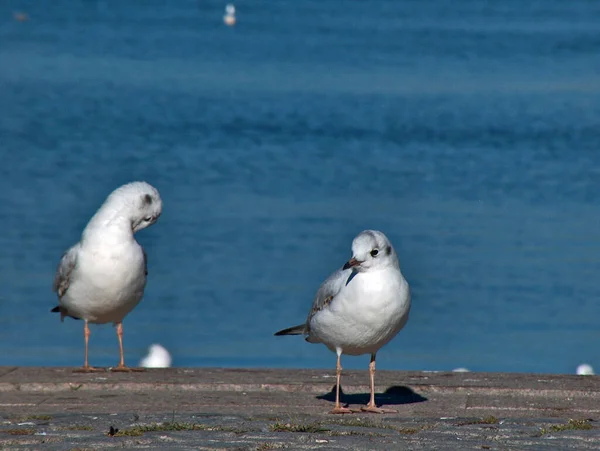 Gaivotas Habitat Conceito Selvageria — Fotografia de Stock