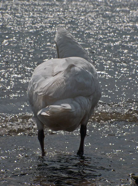 Странный Вид Величественного Лебедя Природу — стоковое фото