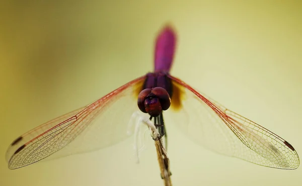 Närbild Insekter Vild Natur — Stockfoto