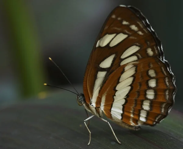 Közel Egzotikus Pillangó Vadon Élő Koncepció — Stock Fotó