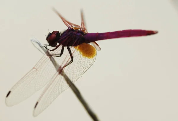 Libelle Aan Zijkant — Stockfoto