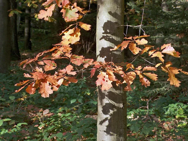 Hojas Otoño Follaje Flora Temporada Otoño — Foto de Stock