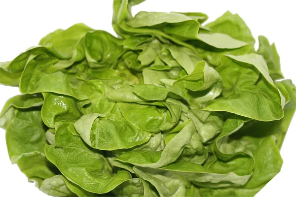 Friss Zöld Saláta Izolált Fehér — Stock Fotó