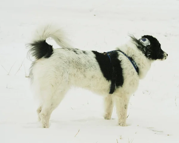 Schilderachtig Uitzicht Van Schattige Puppy Hond — Stockfoto