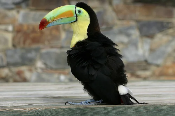 Toucans Família Pássaros Coloridos Com Seis Gêneros Cerca Espécies Tucanos — Fotografia de Stock