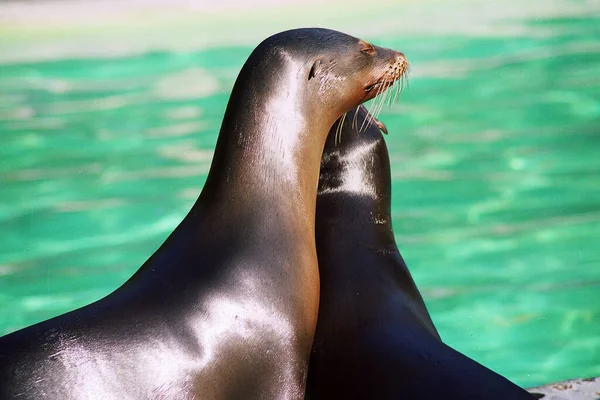seals animals, marine mammal