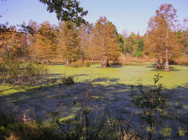 Magnolia Plantation Πρώην Φυτεία Κήποι Συμπεριλαμβανομένου Ενός Μεγάλου Βάλτου — Φωτογραφία Αρχείου