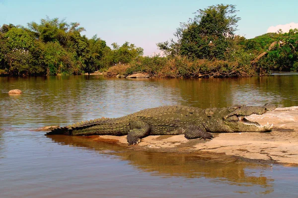 Registrado Uma Reserva Natural Rica Espécies Sul Índia Com Tele — Fotografia de Stock