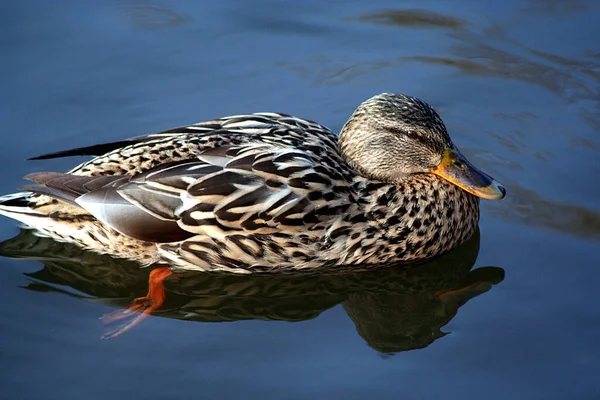 Aussichtsreiche Aussicht Auf Süße Stockente Der Natur — Stockfoto