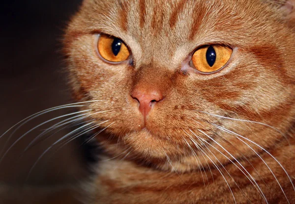 Retrato Lindo Gato — Foto de Stock