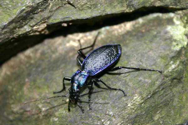 Carabus Intricatus Very Rare Endangered Protected Native Beetle — Stock Photo, Image