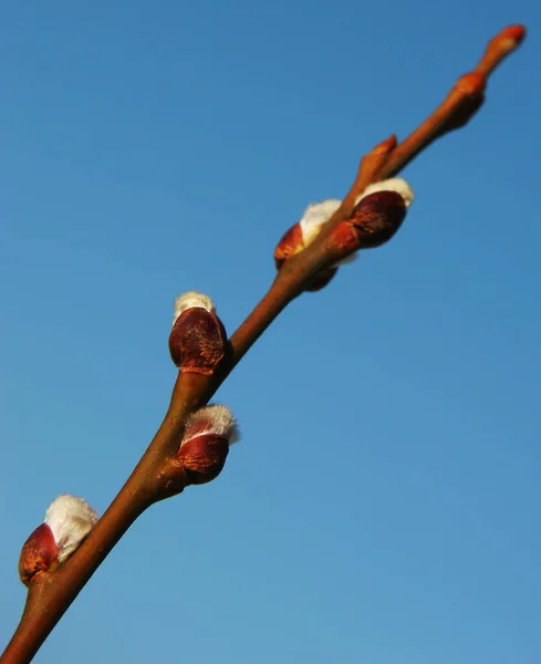 Schöne Botanische Aufnahme Natürliche Tapete — Stockfoto