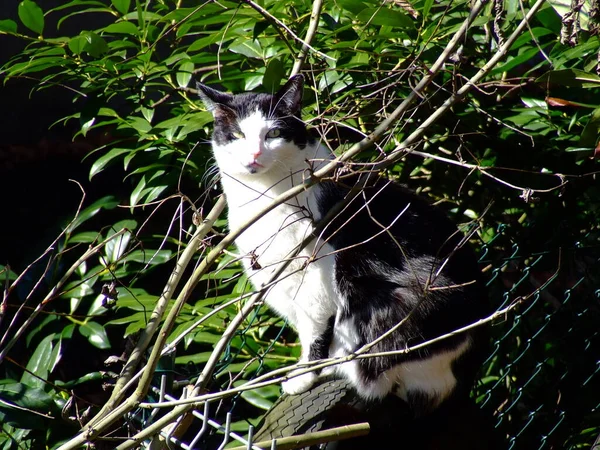 Porträt Einer Süßen Katze — Stockfoto