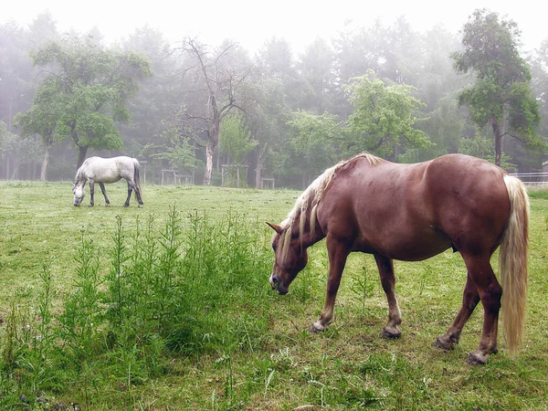 Horses Avalon — Stock Photo, Image