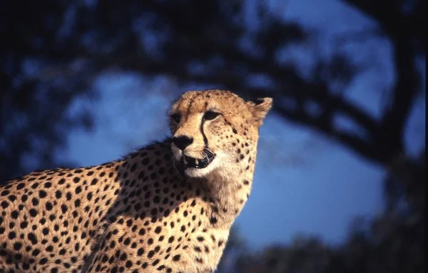 Leopardo Animal Predador Gato Grande — Fotografia de Stock