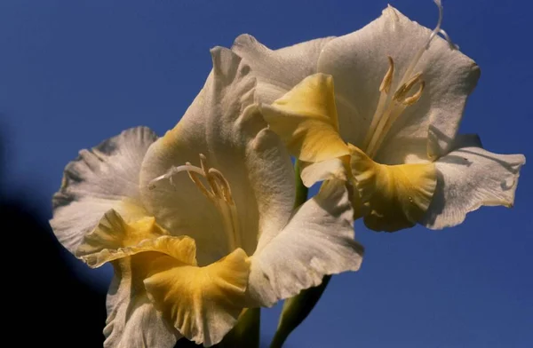Gladiolus Bloemen Flora Gebladerte — Stockfoto