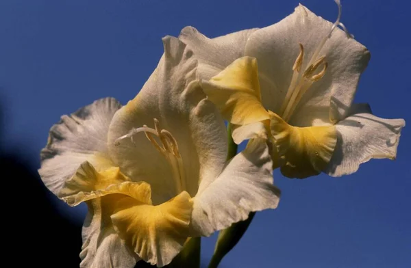 Gladiolus Çiçekleri Bitkiler Yapraklar — Stok fotoğraf