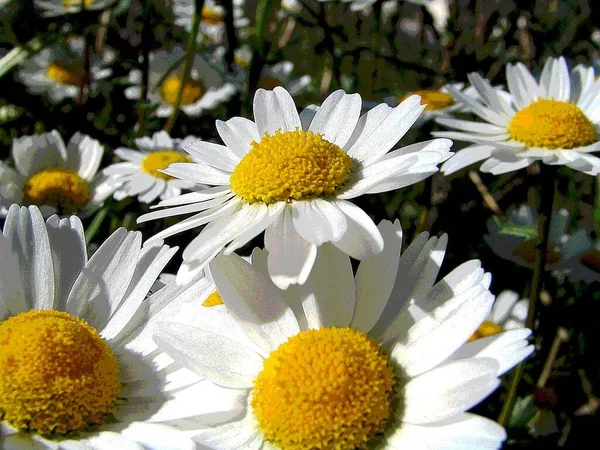 Margarita Hermosa Imagen Flores — Foto de Stock