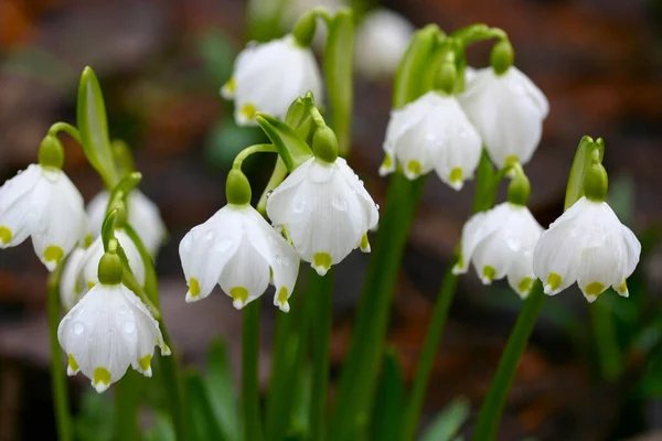 Fleurs Blanches Printemps Dans Champ — Photo