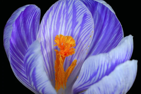 Hermoso Plano Botánico Fondo Pantalla Natural — Foto de Stock