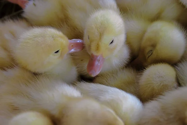 Fågelskådning Söt Fågel Vild Natur — Stockfoto