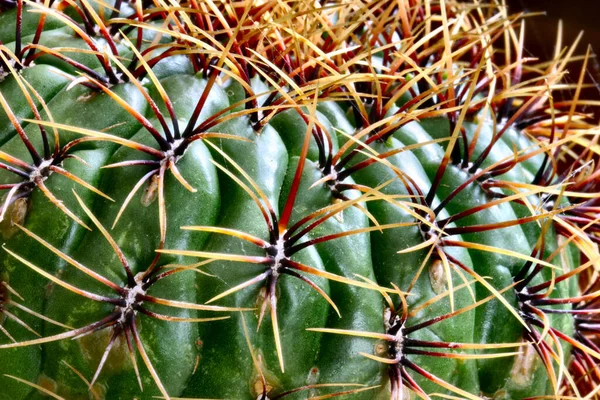 Тропічна Рослина Флора Ботаніки Кактус — стокове фото