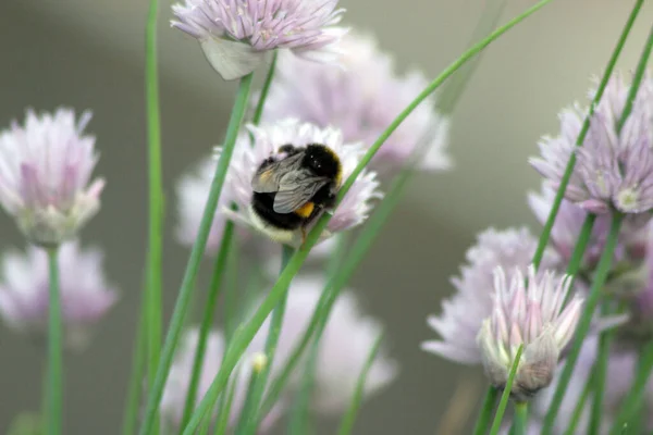 Vista Close Belo Inseto Bumblebee — Fotografia de Stock