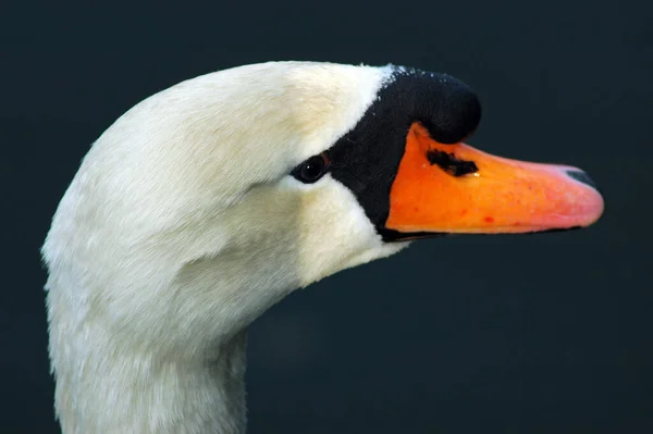 Malebný Pohled Krásného Ptáka Přírodě — Stock fotografie