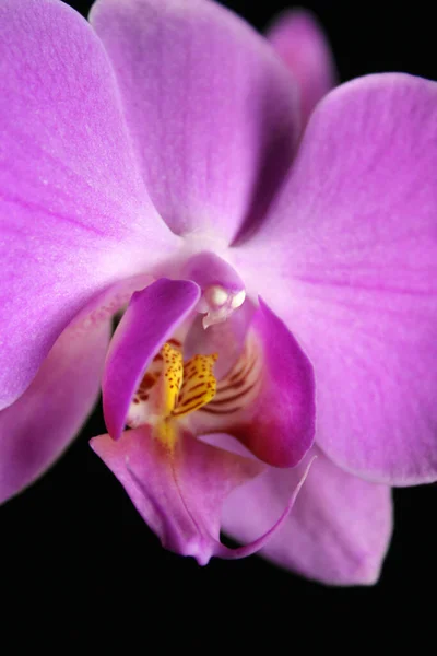 Tavasz Orchidea Virágok Virágzik — Stock Fotó