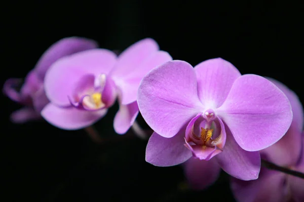 Цветы Орхидеи Цветы Флоры — стоковое фото