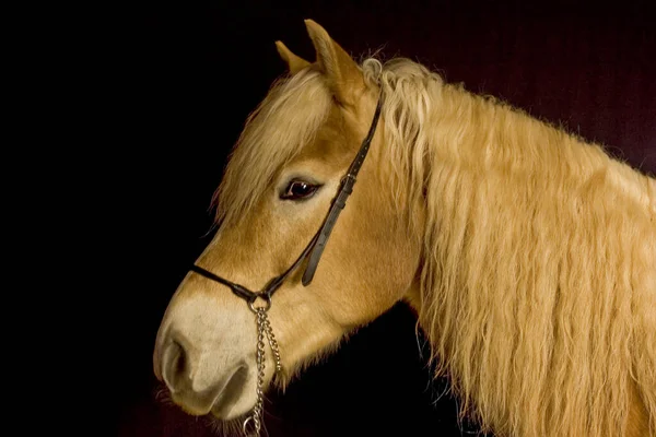 Cavalos Livre Durante Dia — Fotografia de Stock