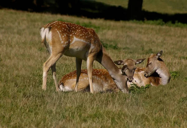 Groupe Cerfs Jachère — Photo