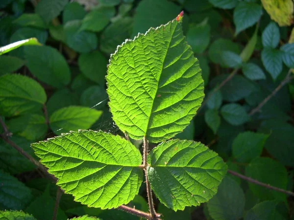 Blad Bakgrunden — Stockfoto