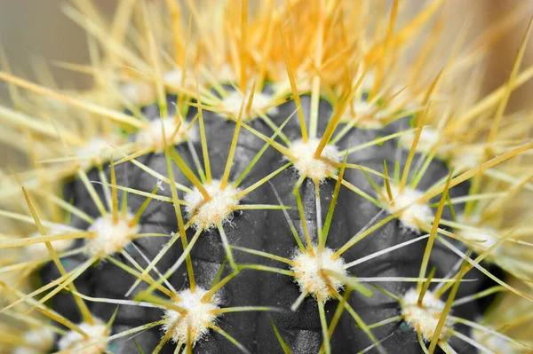 Planta Cactus Planta Botánica Con Espinas —  Fotos de Stock