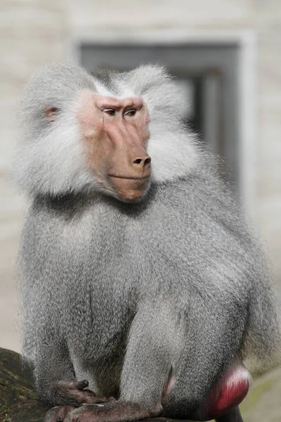 Macaco Nome Comum Que Pode Referir Grupos Espécies Mamíferos — Fotografia de Stock
